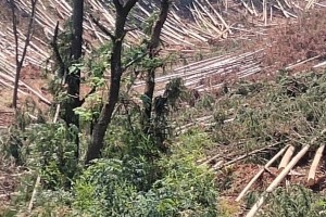 產地大量供應杉木原木