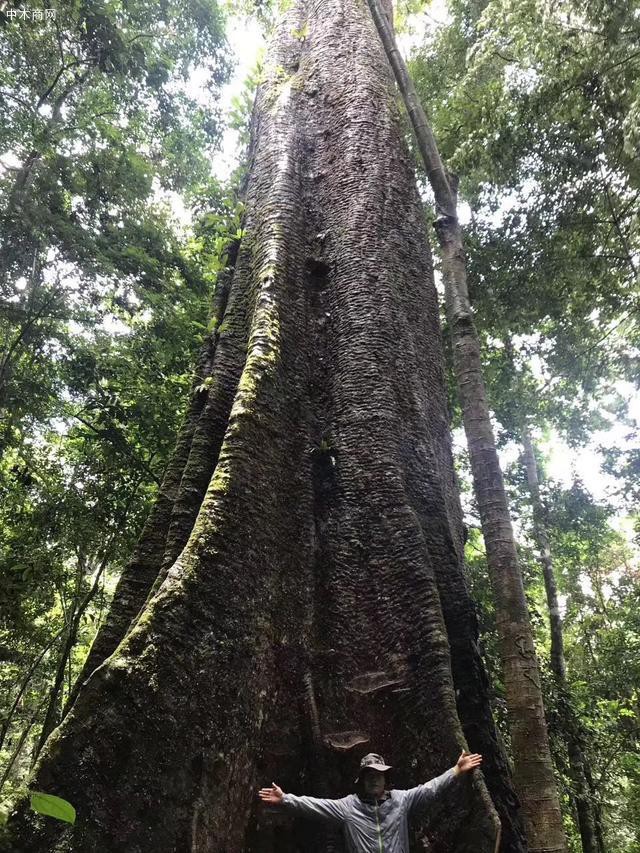 巴花大板紋理這樣鑒賞才有感覺