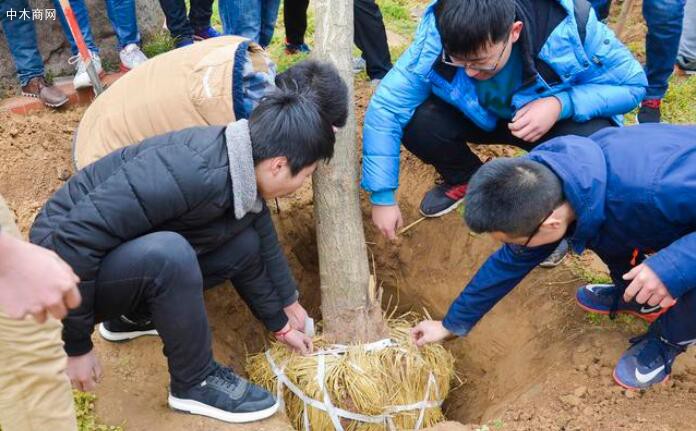 圖為正在解除草繩的銀杏樹