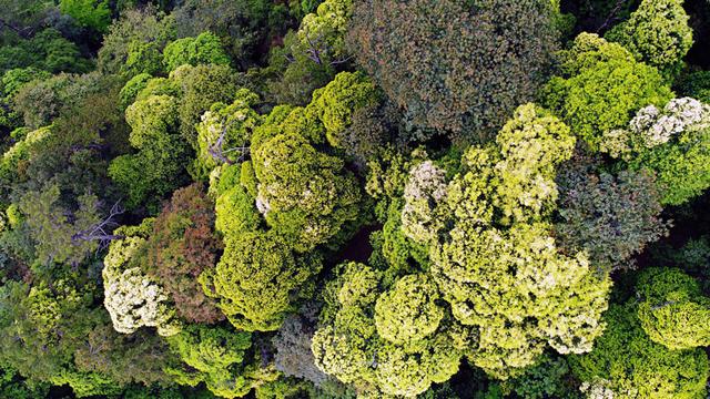 我國科學家成功破譯亞熱帶森林生物多樣性維持“密碼”