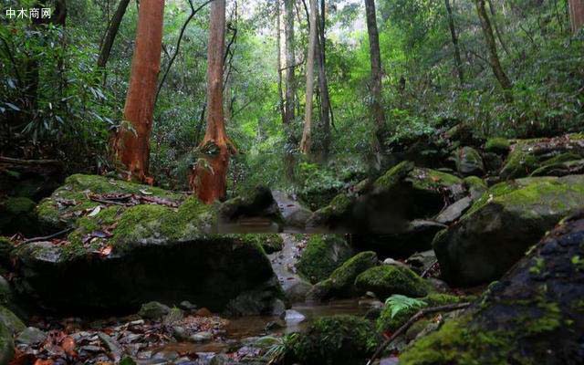 湖南靖州發現500年紫薇古樹群落