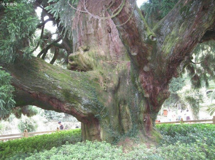 柳杉屬裸子植物中的杉科柳杉屬