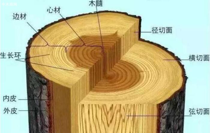 不同樹種的木材具有不同的構(gòu)造