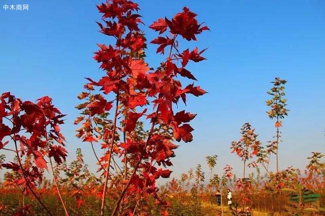 美國紅楓苗木今日最新報價