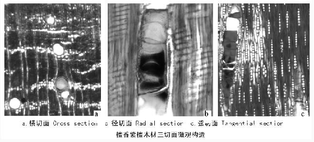 檀香紫檀木材微觀構造特征