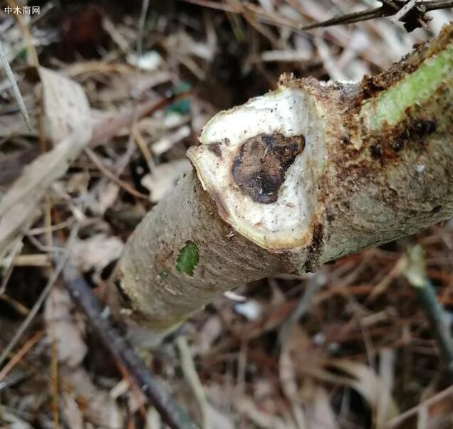 為什么沉香木燃燒會有香氣