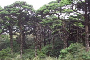 銀杉樹被稱為植物“活化石”_中國特有的第三紀孑遺植物