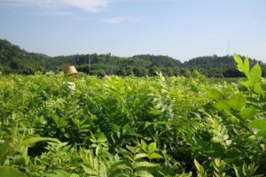 山核桃苗怎么培育,哪里有好的安徽薄殼山核桃苗