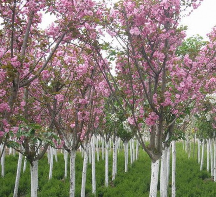 山東櫻花樹_櫻花苗木_櫻花價格_日本櫻花_日本晚櫻