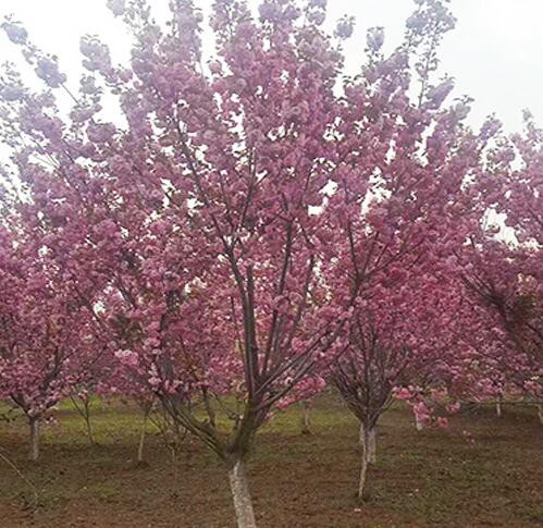 哪里有櫻花樹(shù)苗,櫻花苗木基地