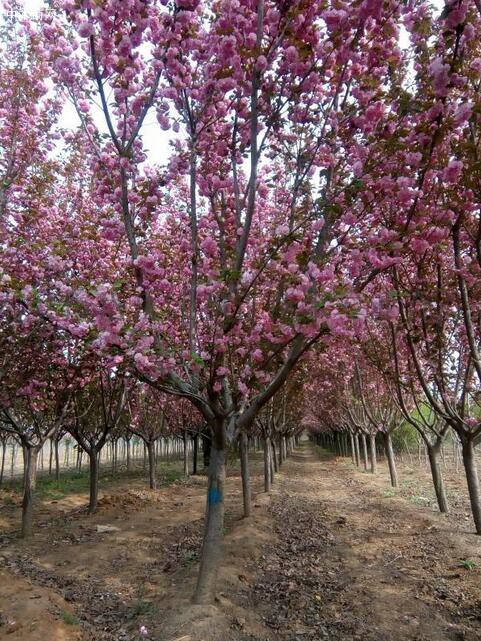 櫻花苗價(jià)格_櫻花樹報(bào)價(jià)_櫻花苗木基地產(chǎn)地