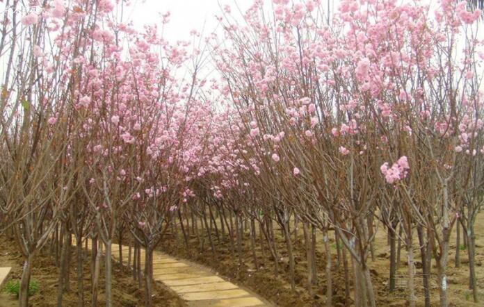 櫻花苗價(jià)格_櫻花樹報(bào)價(jià)_櫻花苗木基地產(chǎn)地廠家