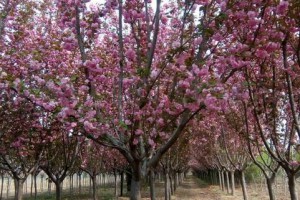 櫻花苗價(jià)格_櫻花樹(shù)報(bào)價(jià)_櫻花苗木基地產(chǎn)地