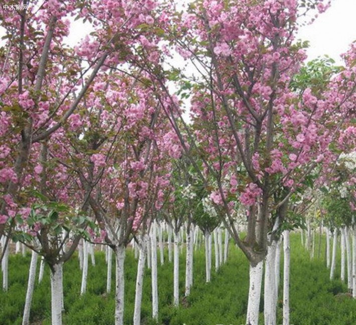 山東櫻花圖片_櫻花樹報(bào)價(jià)_櫻花苗價(jià)格信息廠家