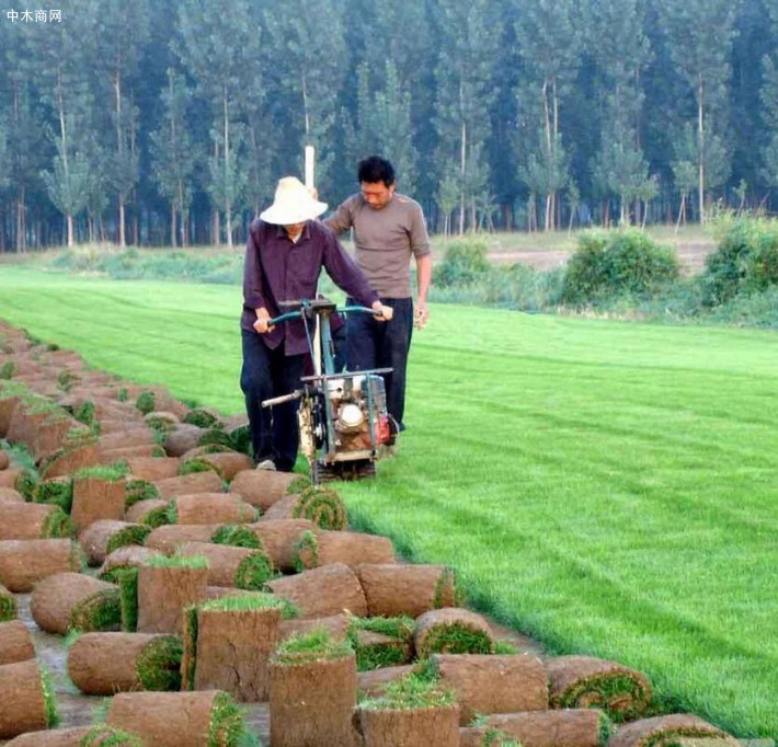 張家口草坪種植批發(fā)價(jià)格多少錢廠家