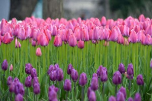 長期供應公園花卉苗木,道路景區花卉苗木價格優惠