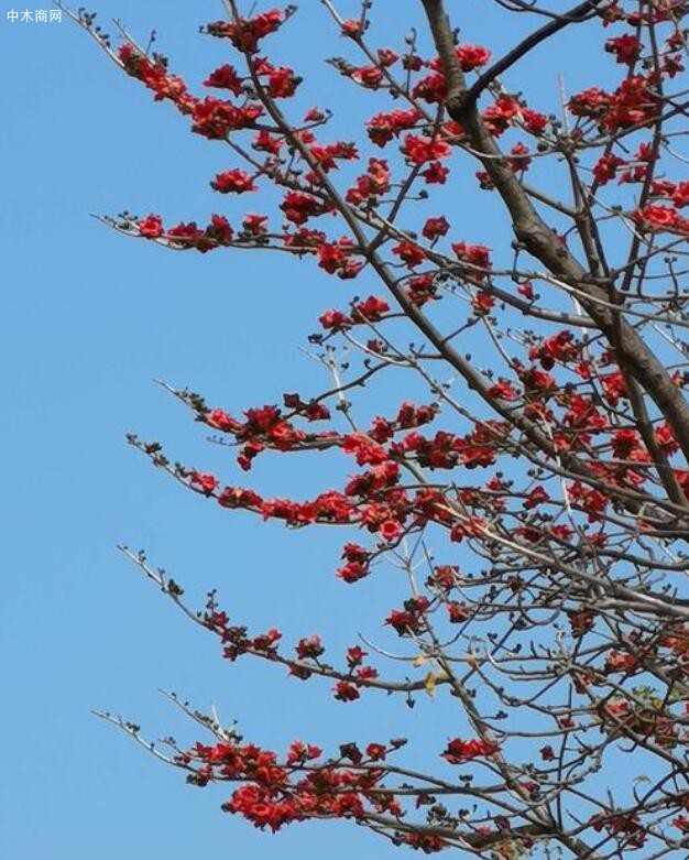 早春二月,木棉花苞炸開(kāi)赤紅的花瓣火苗一樣躥出圖片