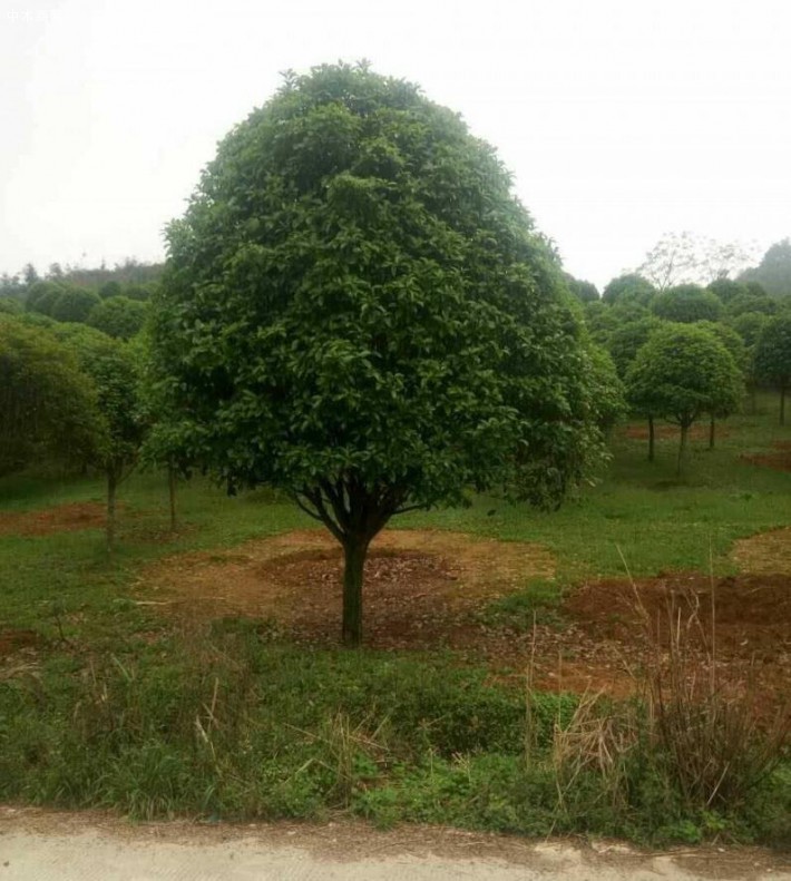 園林綠化桂花樹苗木批發