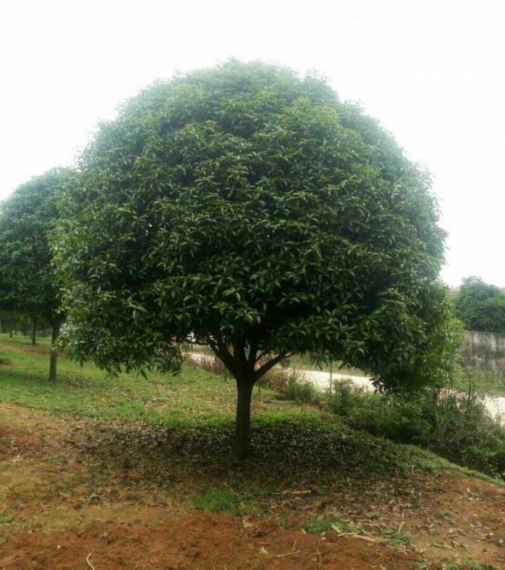 園林綠化桂花樹苗木批發廠家