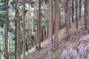 云南香杉木原木原產地直銷,價格便宜