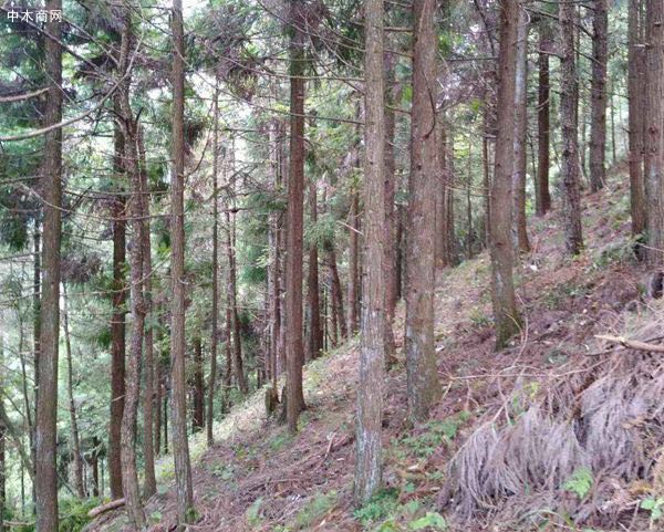 云南香杉木原木原產地直銷,價格便宜