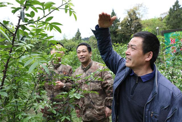 青花椒樹里彰顯濃濃愛民情,雁江區人武部打通扶貧“比較后一公里”