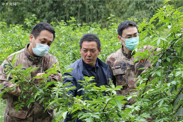 青花椒樹里彰顯濃濃愛民情,雁江區人武部打通扶貧“比較后一公里”產品