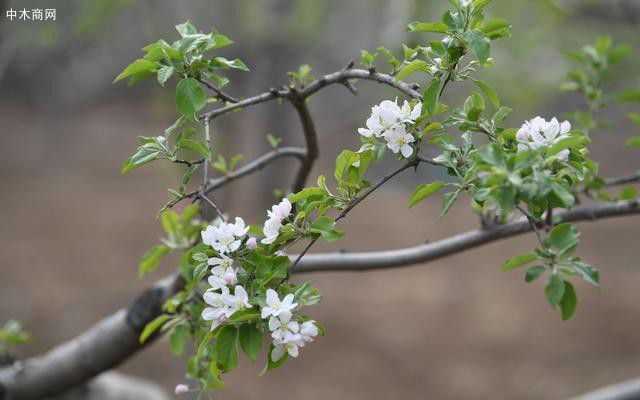 蘋果樹開花晚，剛剛進入花期