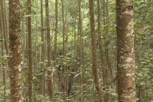 水冬瓜木原木原產地直銷