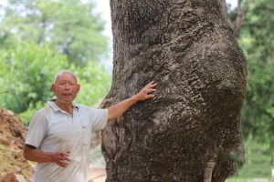 大樹之王,河南盧氏發現300年的古椿樹