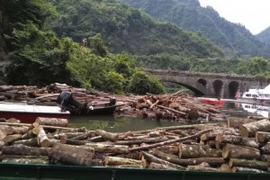 硬雜木原木原產地直銷