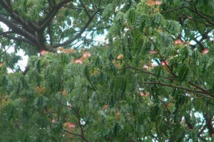 雨樹是什么樹?雨樹是雨中的樹林嗎?