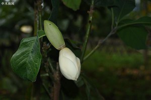 兩種瀕危野生植物首次在中國科學院昆明植物園開花