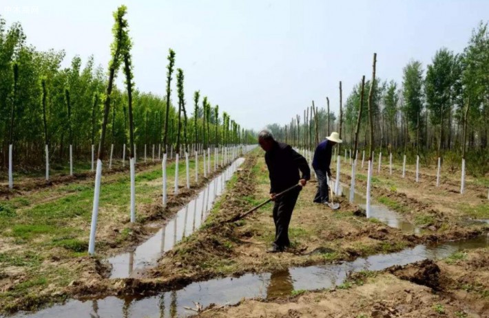 臨沂市蘭山區:五年造林4.99萬畝,國土綠化提速增效