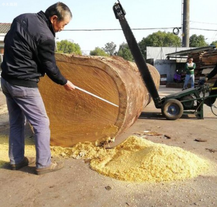 綠柄桑地板的優缺點與圓盤豆的區別有哪些價格