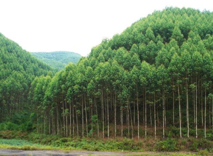 技術(shù):桉樹林地上的鐵芒箕比較好不要打除草劑