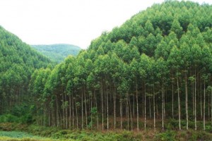 技術:桉樹林地上的鐵芒箕比較好不要打除草劑