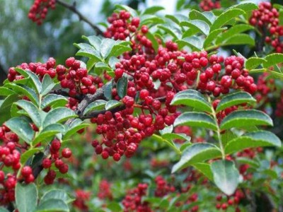 大紅袍花椒苗,無刺花椒苗價格