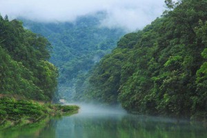 廣西森林覆蓋穩居全國第三木材產量穩居全國第一