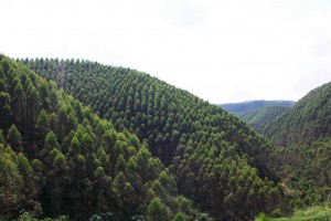 廣西林業產業生產總值破7500億