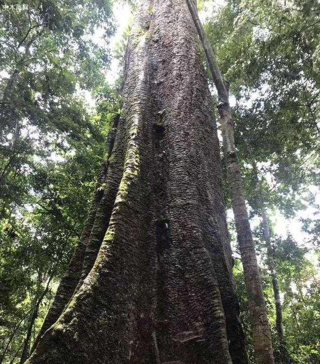 非洲和亞洲的森林保護工作受疫情影響比較嚴重