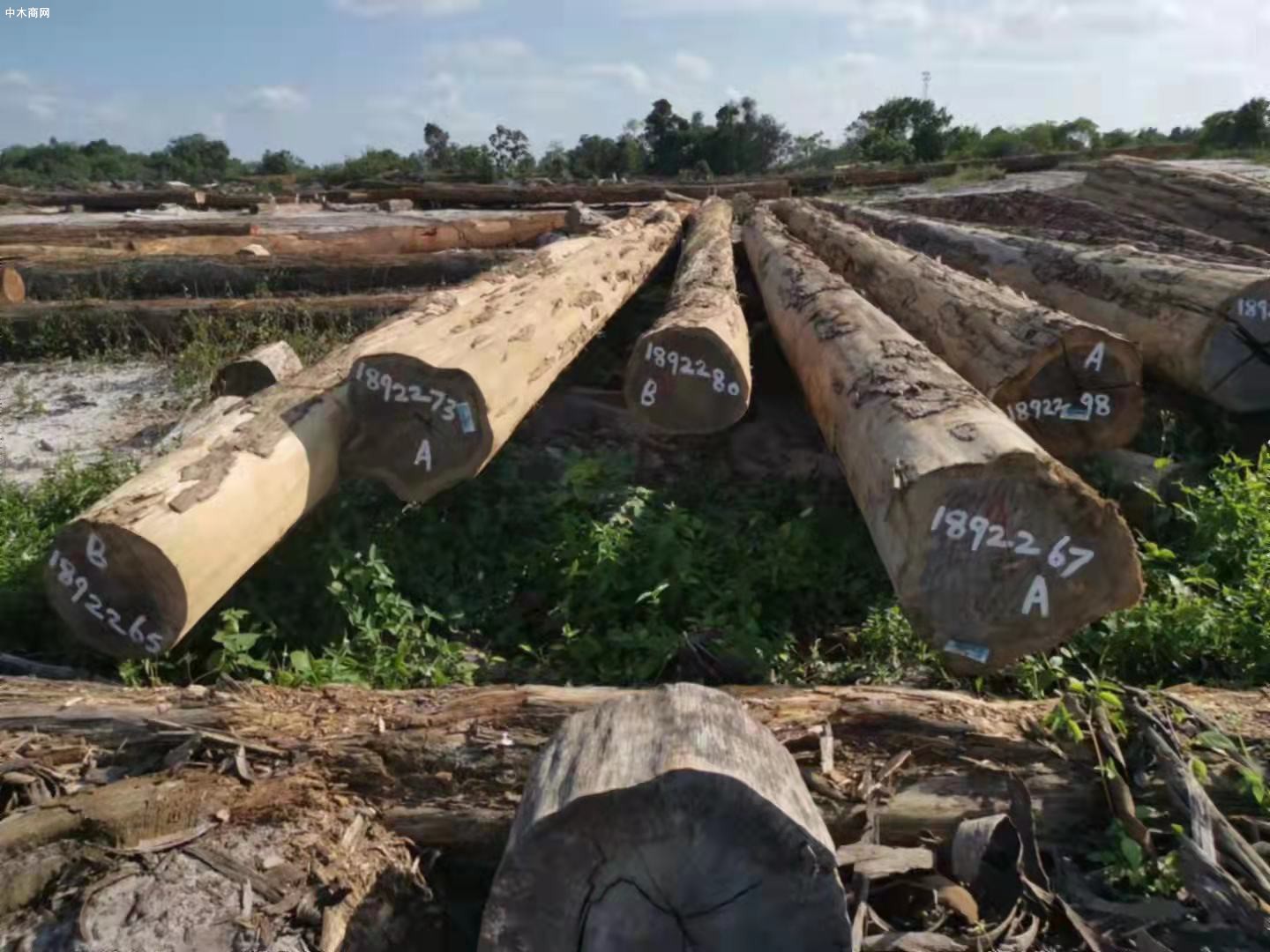 鐵木豆原木原產地銷售價格