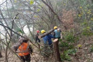 廣西賀州開展松材線蟲病疫木聯合執法行動