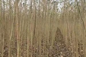 福建漳平市三力齊發 助推林產工業精深發展