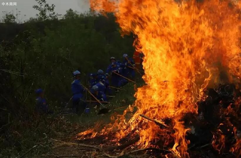 今年一季度全國森林草原火災顯著下降