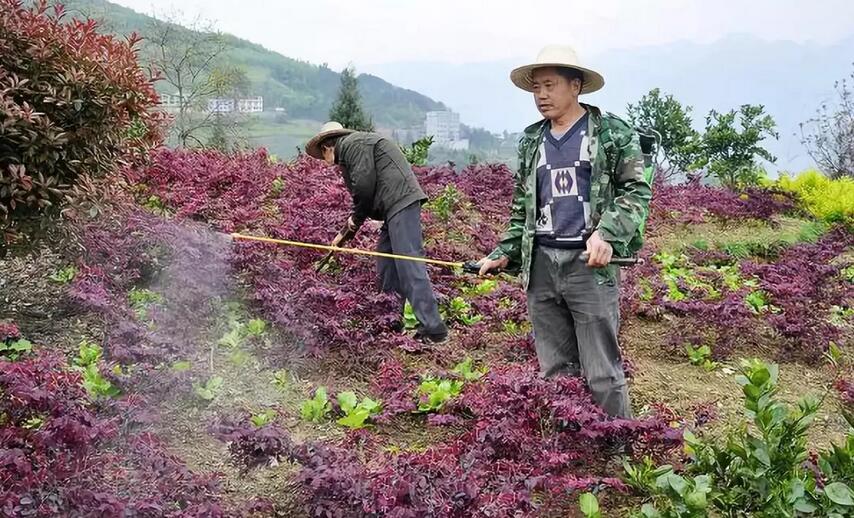 苗木栽培后的養護方法有哪些廠家